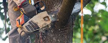 Professional Tree Services in Moosic, PA